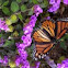 Monarch butterfly