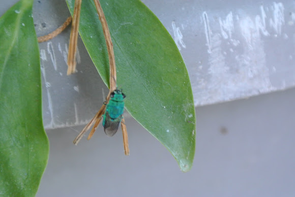 Spotting Image 1