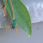 Cuckoo Wasp