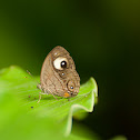 Gladeye Bushbrown