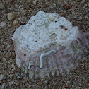 Ostra plana