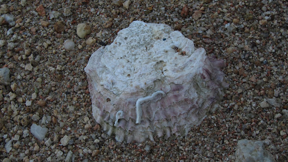Spotting Image 1