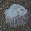 Ostra plana