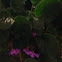 Unnamed spotting