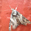 Little Bride Underwing