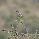 Isabelline Shrike