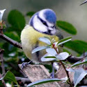 Blue Tit