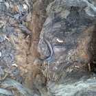 Juvenile five-lined skink