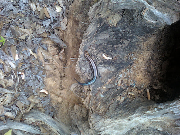 Spotting Image 1