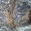 Juvenile five-lined skink