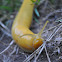 Banana Slug
