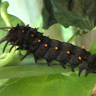 Pipevine Swallowtail caterpillar