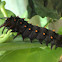 Pipevine Swallowtail caterpillar