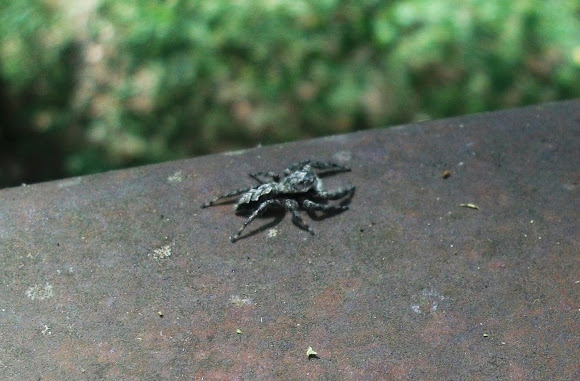 Spotting Image 1