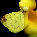 Three-Spot Grass Yellow