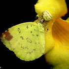 Three-Spot Grass Yellow