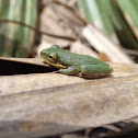 Squirrel Treefrog