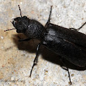 Black Polycaon