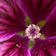 Malva