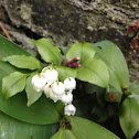 Lily of the Valley