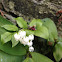 Lily of the Valley