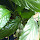 México Plantas Medicinales 