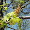 American Sweetgum