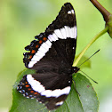 White Admiral