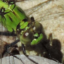Eastern Pondhawk Dragonfly (immature male)