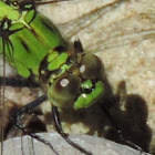 Eastern Pondhawk Dragonfly