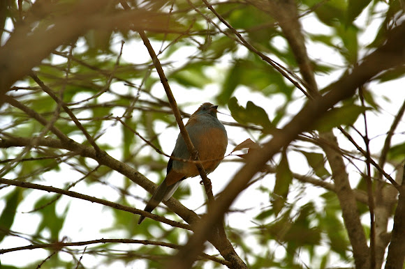 Spotting Image 1