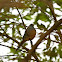 Red-cheeked Cordon-bleu (female)
