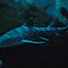 Leopard Shark