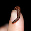 ground leech