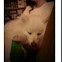  American Eskimo 