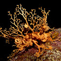 Common basket star