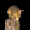 Bushtail possum