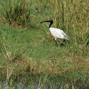 Black-headed Ibis