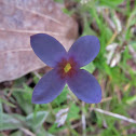 Tiny bluet