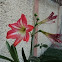 Amaryllis