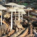 Mushroom
