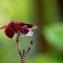 Red Grasshawk