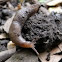 Slug