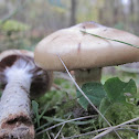 Cortinarius sebaceus