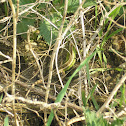 Sand lizard