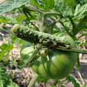 tomato hornworm