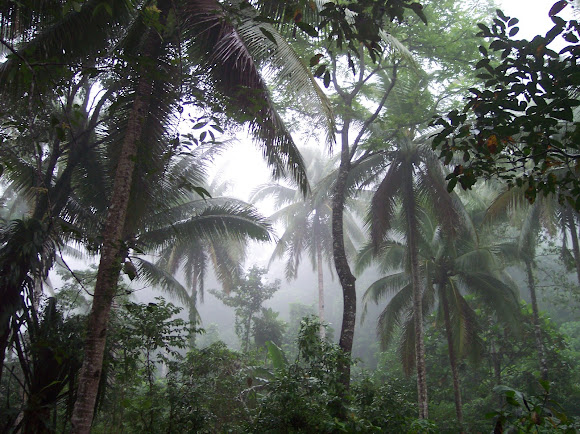 Spotting Image 1