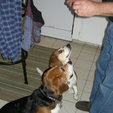 Good Doggie Dog Treats