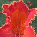 African Tulip Tree