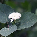 Wild Hydrangea